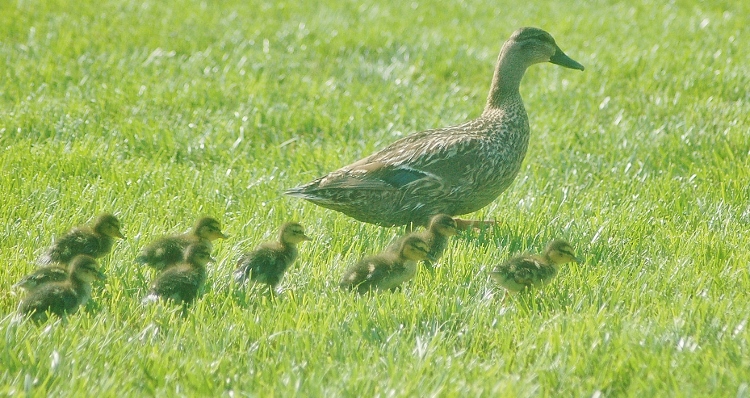 mama duck and babes